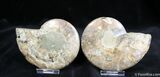 Inch Polished Pair From Madagascar #1446-2
